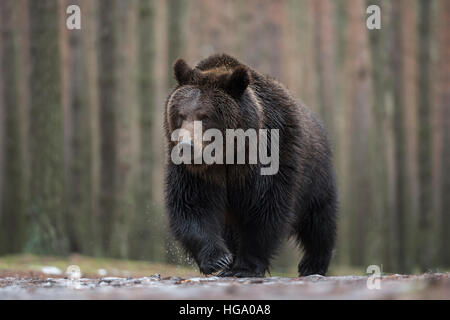 European Brown Bear ( Ursus arctos ) walking through an ice covered puddle, frontal shot, low point of view. Stock Photo