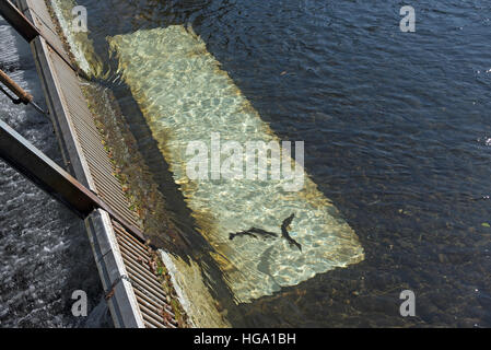 The Big Qualicum River Fish Hatchery on Vancouver Island BC, Canada