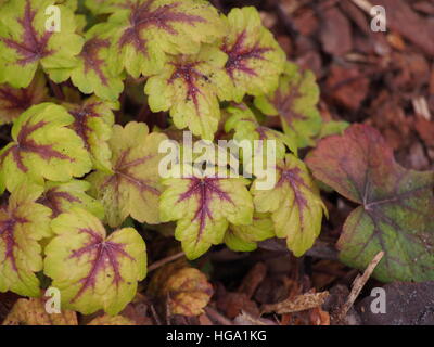 Heucherella 'Stoplight' - foamy bells Stock Photo