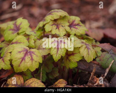 Heucherella 'Stoplight' - foamy bells Stock Photo