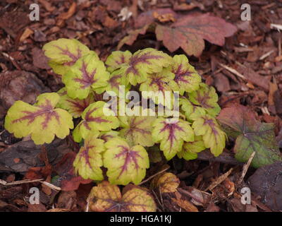 Heucherella 'Stoplight' - foamy bells Stock Photo