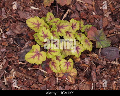 Heucherella 'Stoplight' - foamy bells Stock Photo