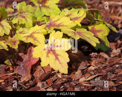 Heucherella 'Stoplight' - foamy bells Stock Photo