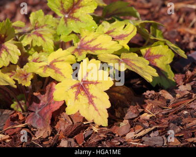 Heucherella 'Stoplight' - foamy bells Stock Photo