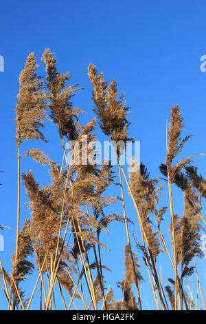 Common Reed Phragmites australis Seed-head in Winter against a blue sky Stock Photo