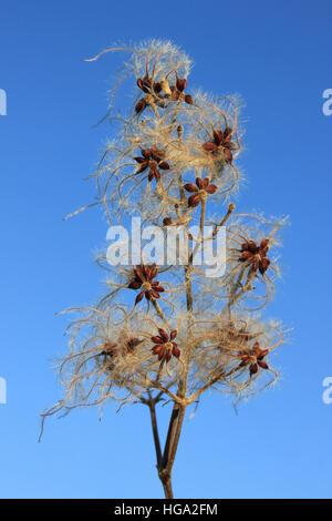 Seed Head of Old Man’s Beard a.k.a. Traveller's Joy Clematis vitalba Stock Photo