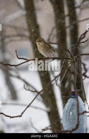The bird a greenfinch  female sits on  mountain ash branch against the background of the falling snowflakes Stock Photo