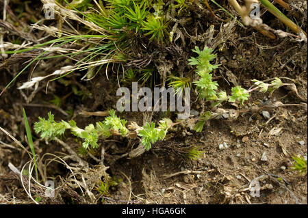 Parsley-piert, Aphanes arvensis Stock Photo