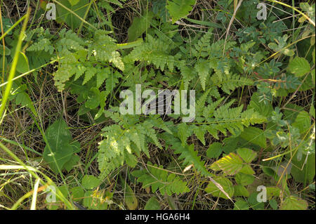 Black Spleenwort, Asplenium adiantum-nigrum Stock Photo