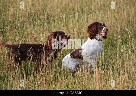 working spaniels in a field of grass Stock Photo