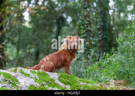 Lost or abandoned small dog during the winter on a forest. Stock Photo