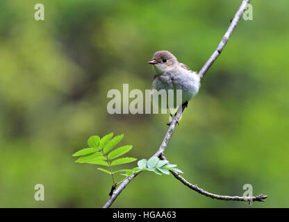 Young Red-breasted flycatcher (Ficedula parva), sitting in Rowan tree Stock Photo