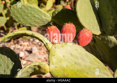 Prickly pear fruits on stony slopes in the mountains of southern Morocco. Moroccans were often grown on hillsides barren mountains. Stock Photo