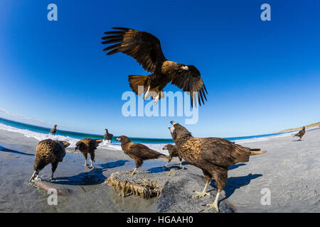Striated Caracara in close proximity to a buried orca on which they were feeding Stock Photo