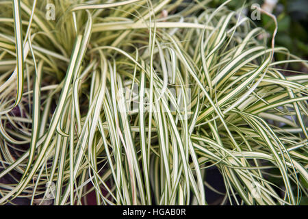 Ornamental plant ribbon grass - Phalaris arundinacea Picta, closeup. Stock Photo