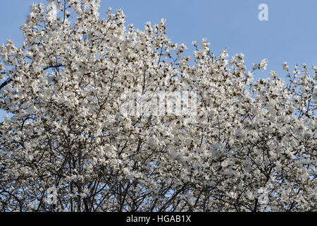 White spring magnolia branches with blooming flowers and buds against blue sky Stock Photo