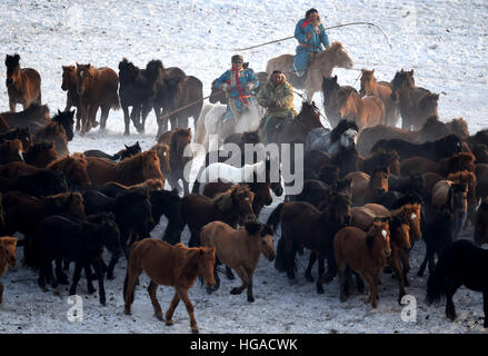 Xilinhot, China's Inner Mongolia Autonomous Region. 6th Jan, 2017. Herdsmen lasso horses in Xilinhot, north China's Inner Mongolia Autonomous Region, Jan. 6, 2017. © Ren Junchuan/Xinhua/Alamy Live News Stock Photo