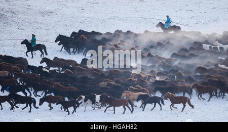 Hohhot, China's Inner Mongolia Autonomous Region. 6th Jan, 2017. Herdsmen lasso horses in Xilinhot, north China's Inner Mongolia Autonomous Region, Jan. 6, 2017. © Lian Zhen/Xinhua/Alamy Live News
