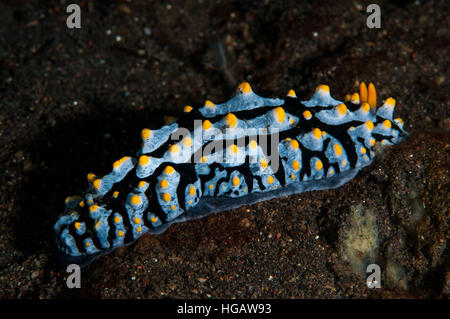 Phyllidia varicosa, Bali, Indonesia Stock Photo