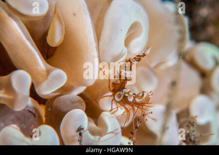 Squat Anemone Shrimp (Thor amboinensis), Bali, Indonesia Stock Photo
