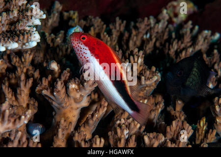 Black-sided hawkfish (Paracirrhites forsteri), Bali, Indonesia Stock Photo
