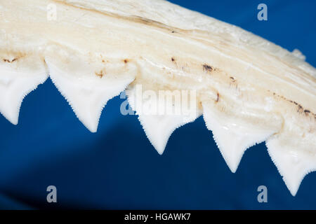 serrated teeth on upper jaw of bull shark, Carcharhinus leucas, used for grasping and tearing apart large prey, Birch Aquarium, La Jolla, California Stock Photo