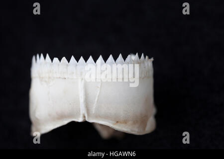teeth in lower jaw of a small cookie cutter shark, Isistius brasiliensis, recovered from the stomach of a broadbill swordfish Stock Photo