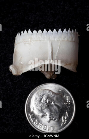 teeth in lower jaw of small cookie cutter shark, Isistius brasiliensis, recovered from the stomach of a broadbill swordfish, captured on charter boat Stock Photo