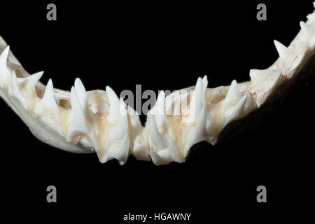 lower jaw and teeth of shortfin mako shark (1.98m specimen), Isurus oxyrinchus (digitally modified) Stock Photo