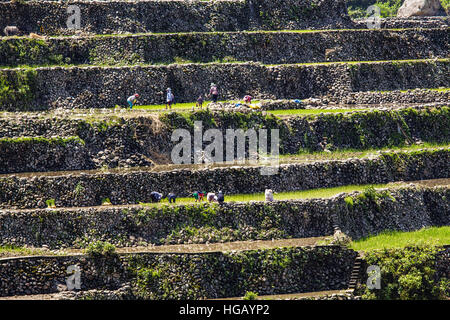 Elevated view of terraced vegetable farms in the Grand Cordillera Mountains in Northern Luzon Island, Philippines. Stock Photo