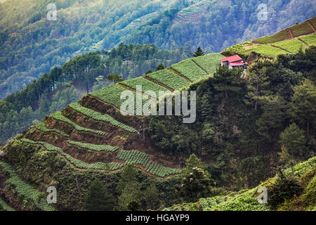 Elevated view of terraced vegetable farms in the Grand Cordillera Mountains in Northern Luzon Island, Philippines. Stock Photo