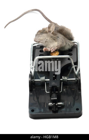 House mouse, mus musculus, caught and killed in a spring trap. Photographed on a white background and prepared for cut-out. Stock Photo