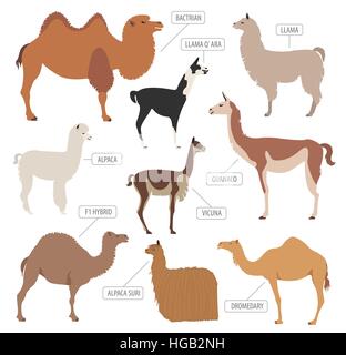 Camel, llama, guanaco, alpaca breeds icon set. Animal farming. Flat design. Vector illustration Stock Vector