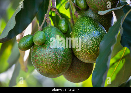 Multiple Avocados on a tree in Kenya. Stock Photo