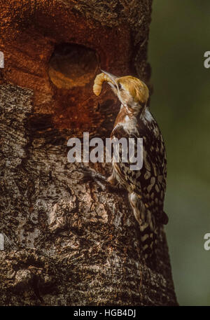 female Yellow-crowned or Mahratta woodpecker,(dendrocopus mahrattensis),with insect food,Keoladeo Ghana National Park, India Stock Photo