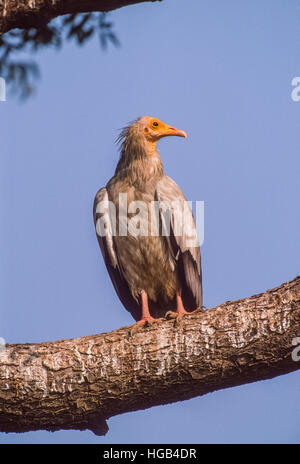 Egyptian Vulture,Neophron percnopterus, adult bird perched at roosting site in a tree,Bharatpur,Rajasthan,India Stock Photo