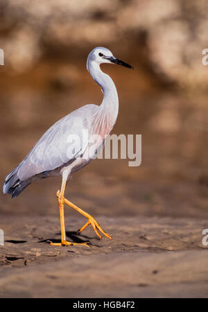 White-faced heron, (Egretta novaehollandiae), also known as the White-fronted heron,Byron Bay,New South Wales,Australia Stock Photo