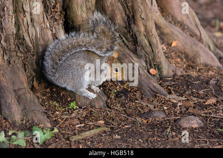 a Grey Squirrel Sciurus carolinensis searches for nuts at the base of a tree Stock Photo