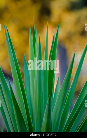 Artistic closeup of Yuca plant with long sharp leafs and beautiful yellow bokeh, Italy, Europe Stock Photo