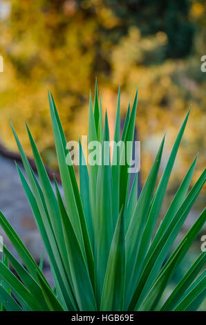 Artistic closeup of Yuca plant with long sharp leafs and beautiful yellow bokeh, Italy, Europe Stock Photo