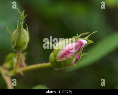 Wild Rose Buds. A pair of pink wild rose buds, one just opening with the other still closed up. Barnes Lake, Thorne Township, Quebec, Canada Stock Photo