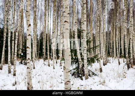 birch trees with branches and leaves in winter snow Stock Photo