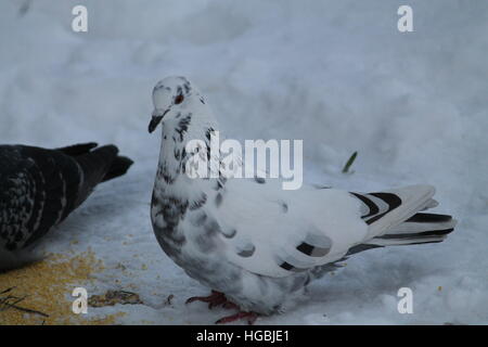 white dove big male bird  feeding  in snowy winter day Stock Photo