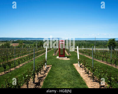 Luckett vineyard near Wolfville in the Annapolis Valley in Nova Scotia, with British telephone box amongst the grape vines. Stock Photo
