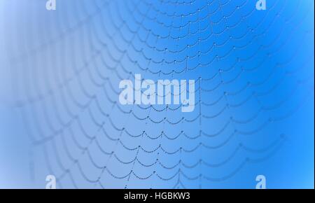 Water droplets on a cobweb against a blue sky background. Stock Photo