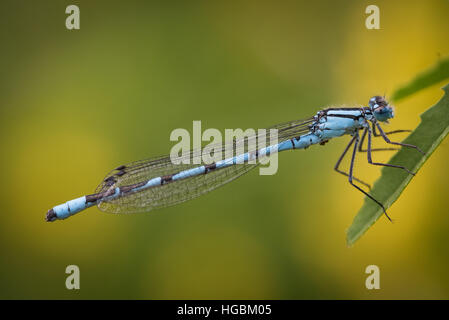 Blue Damsel Fly Stock Photo