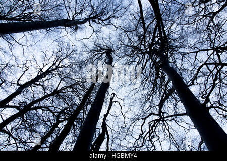 Tree tops, beech forest, without leaves in winter, Stock Photo