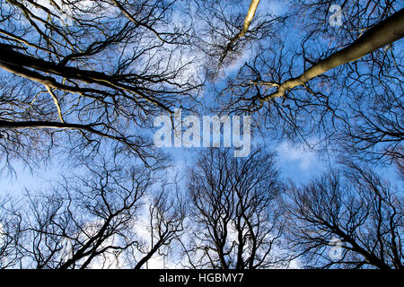 Tree tops, beech forest, without leaves in winter, Stock Photo