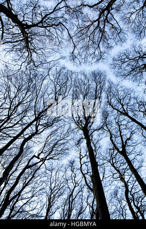 Tree tops, beech forest, without leaves in winter Stock Photo - Alamy