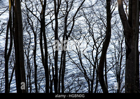 Tree tops, beech forest, without leaves in winter, Stock Photo